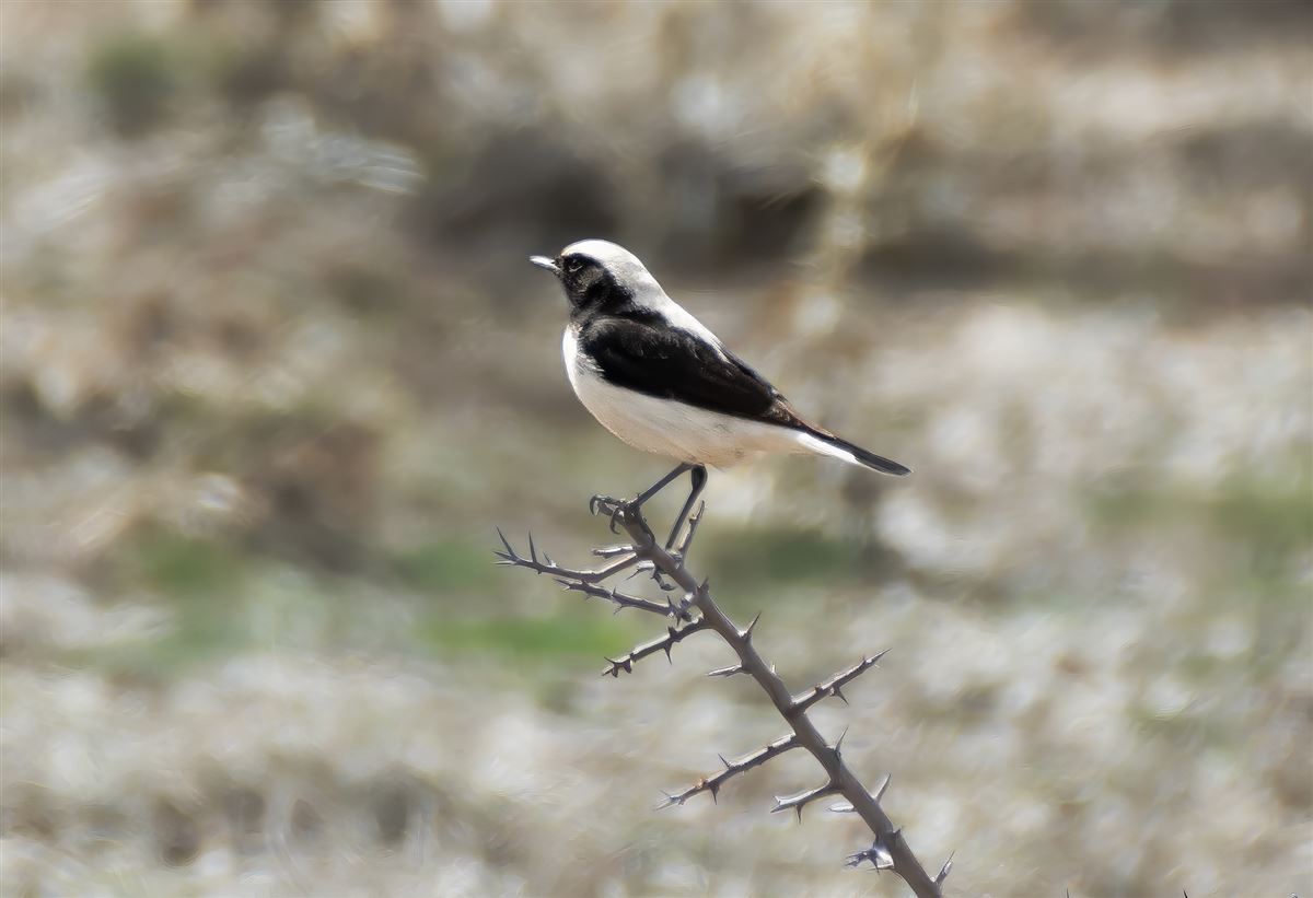Finsch`s Wheatear