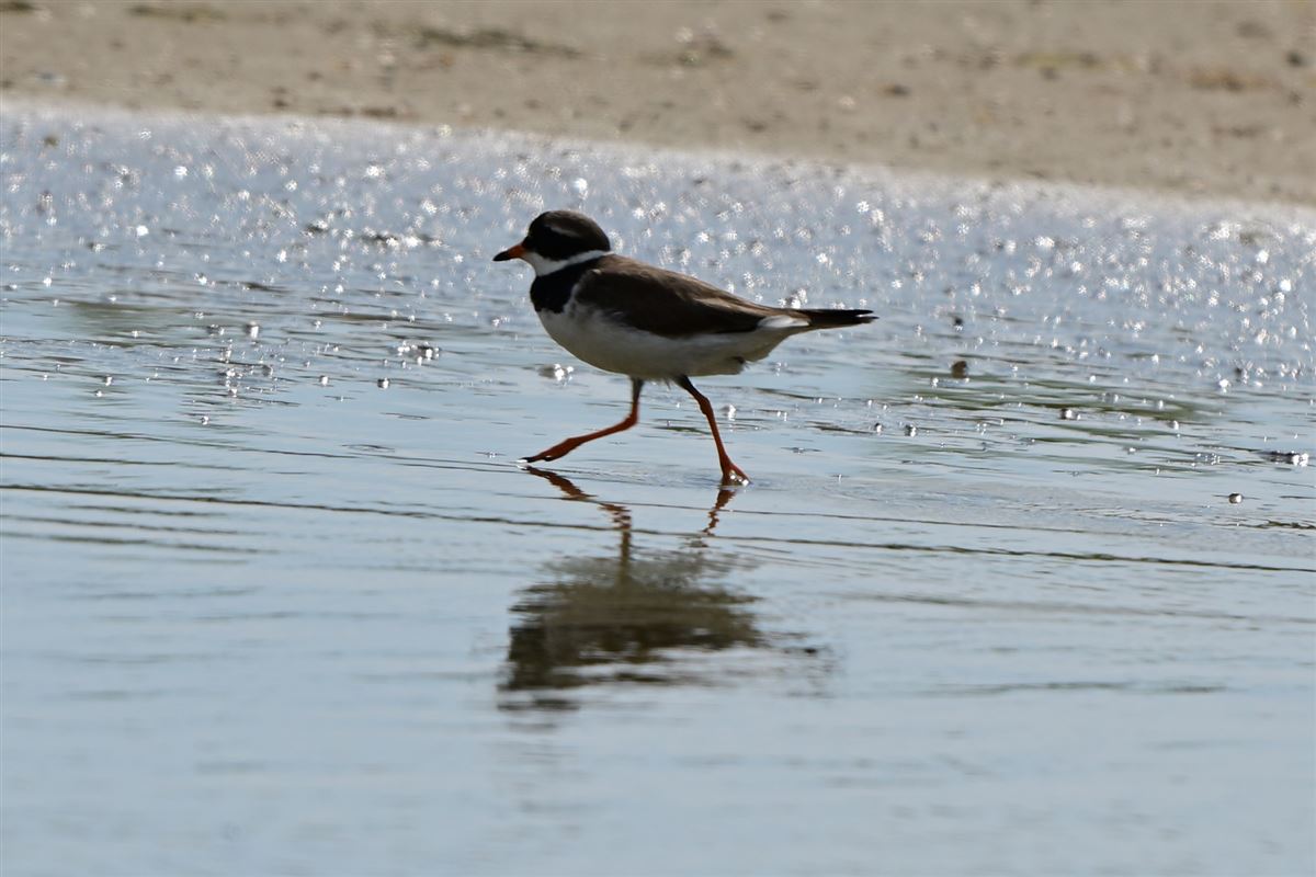 Common Ringed Plover