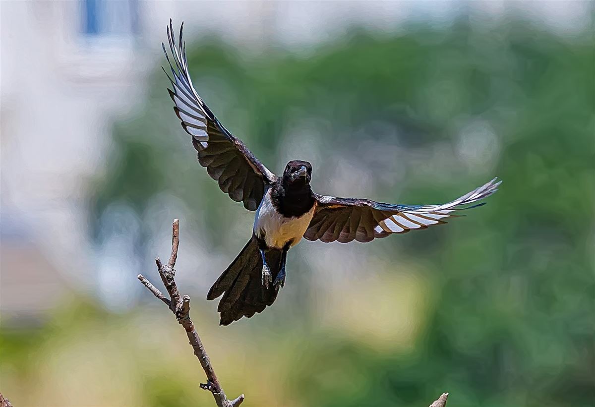 Eurasian Magpie