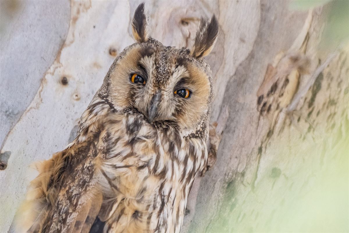 Long-eared Owl