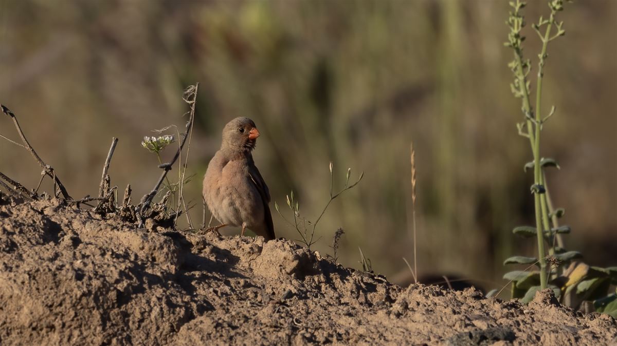 Trumpeter Finch