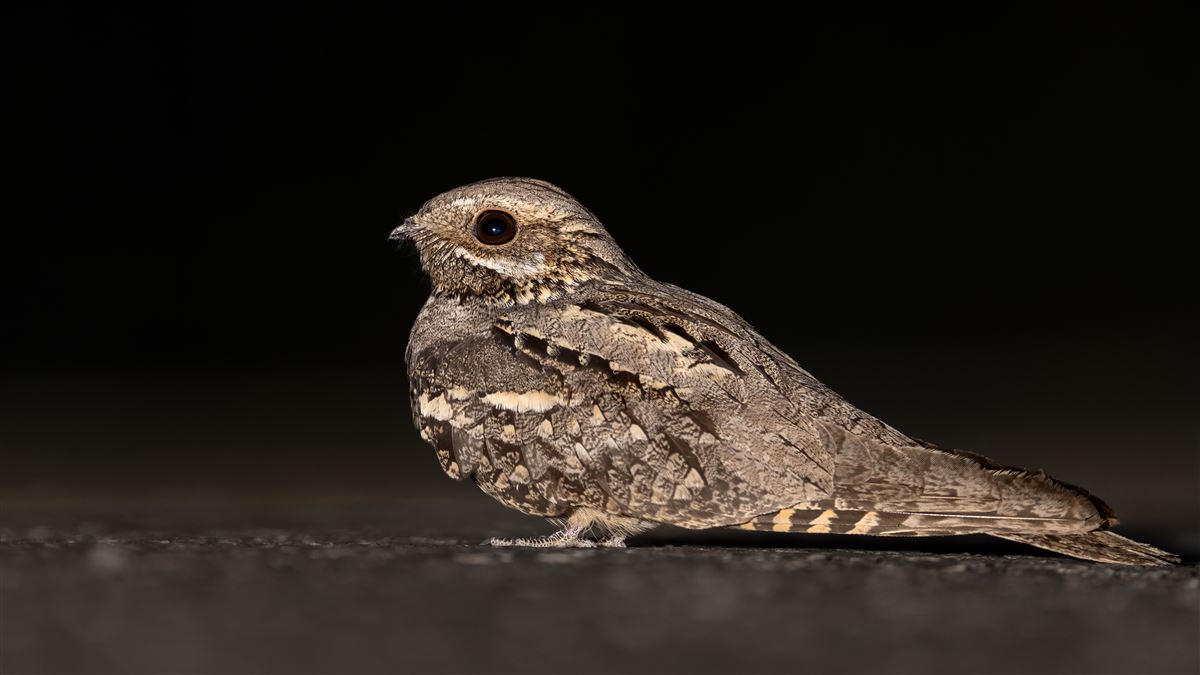 European Nightjar