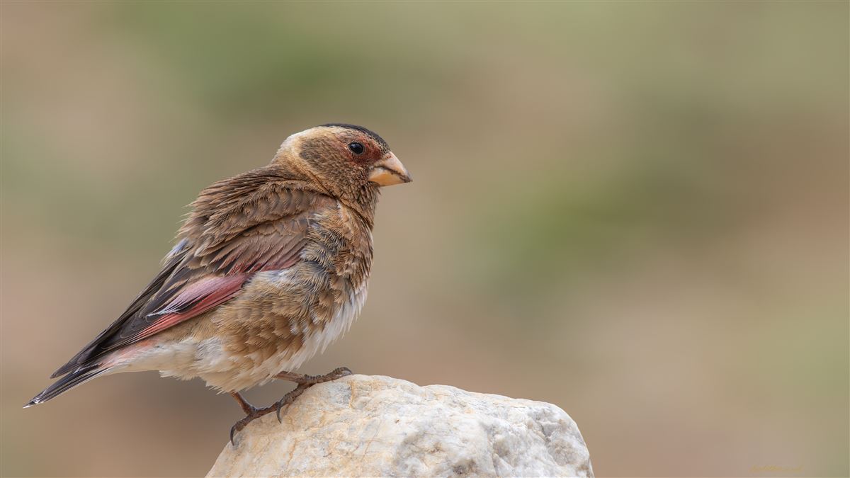 Crimson-winged Finch