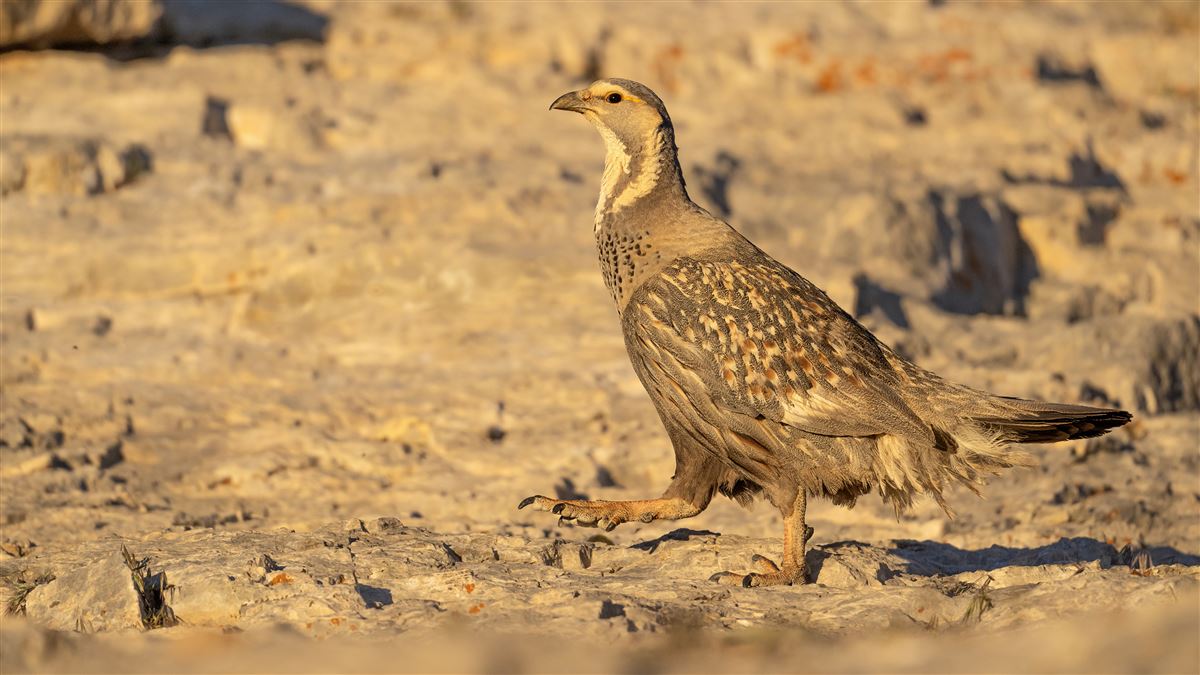 Caspian Snowcock