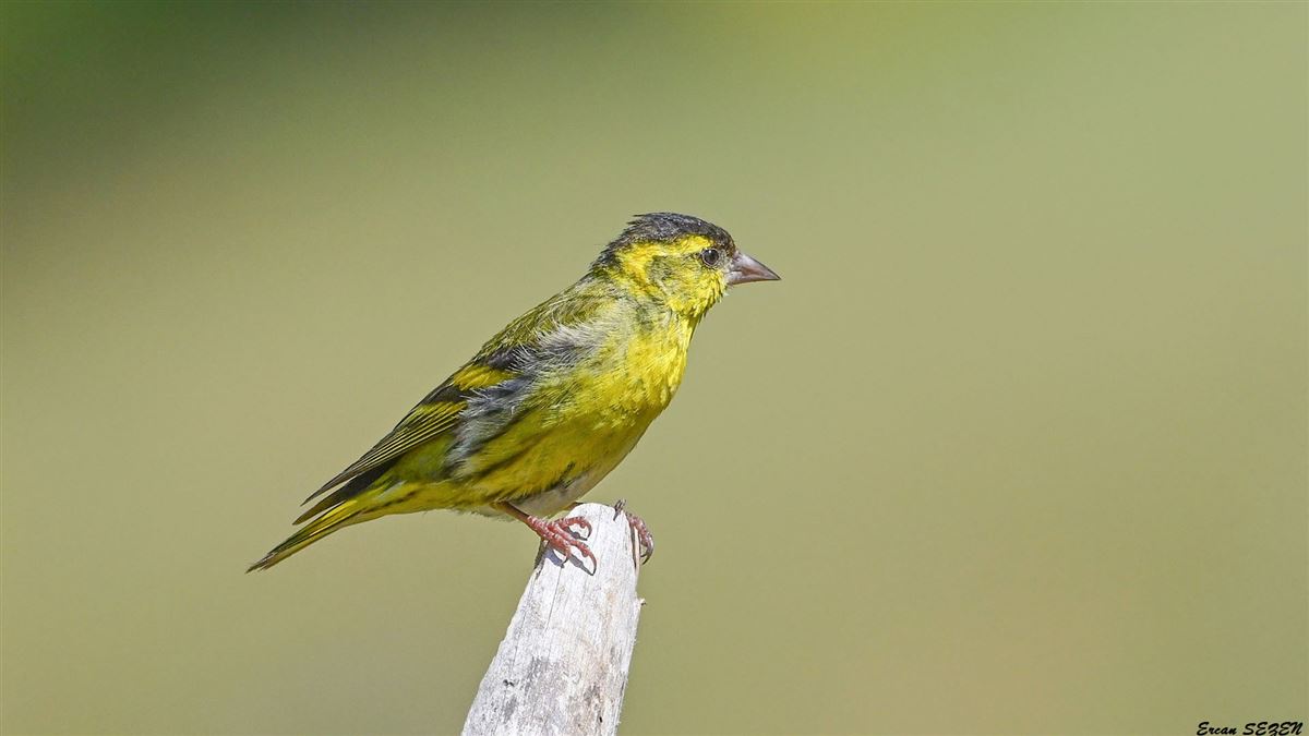 Eurasian Siskin