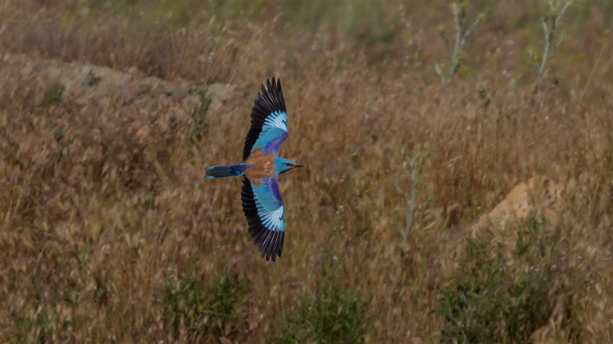 European Roller