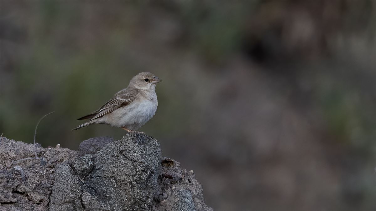 Pale Rockfinch