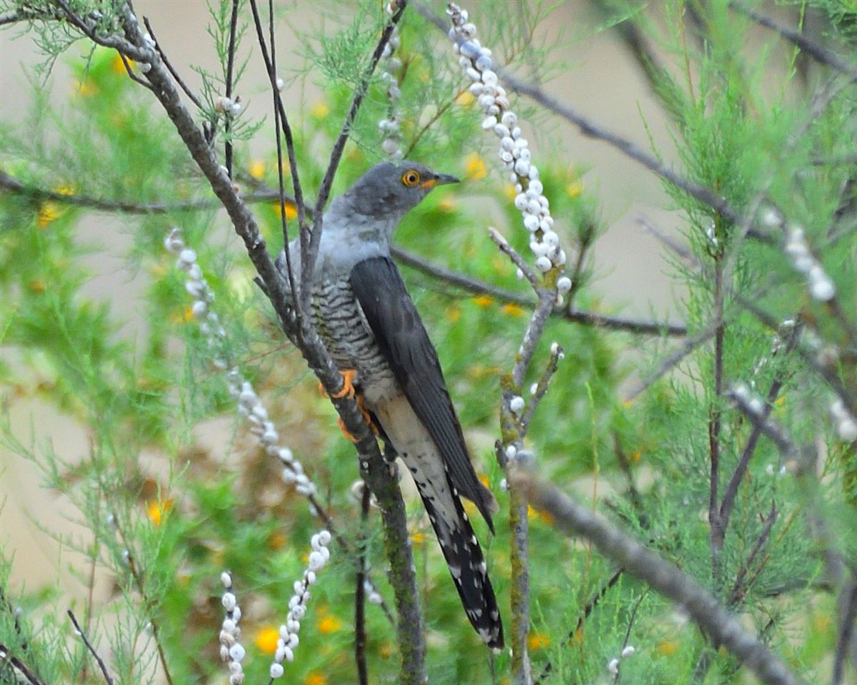 Common Cuckoo