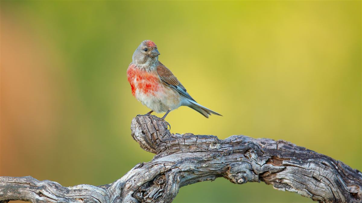 Common Linnet