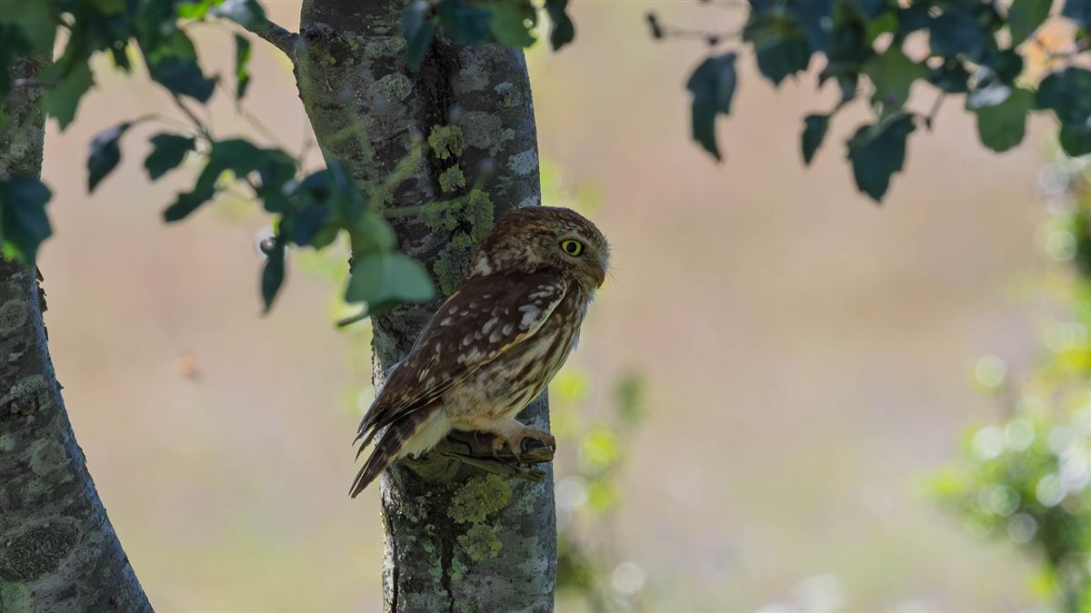 Little Owl