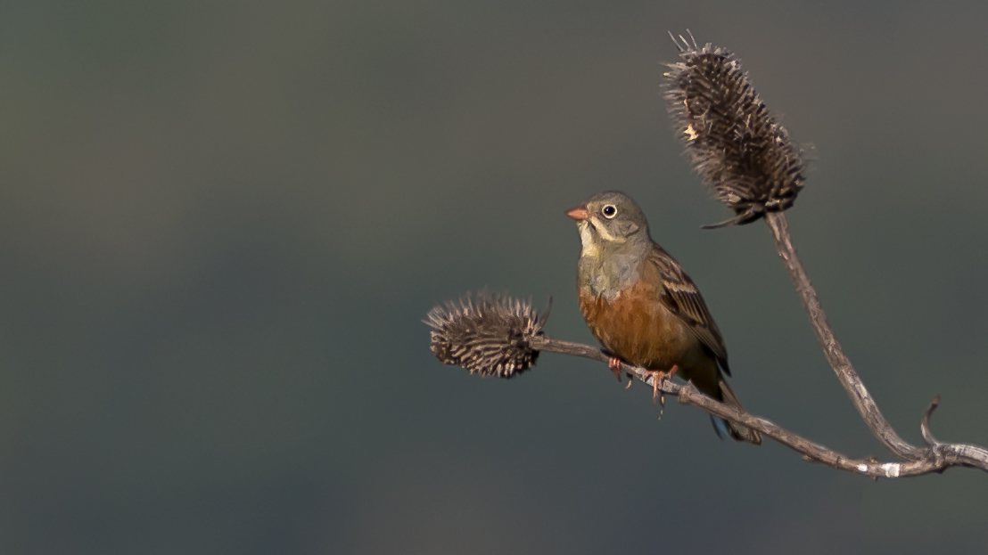 Ortolan Bunting
