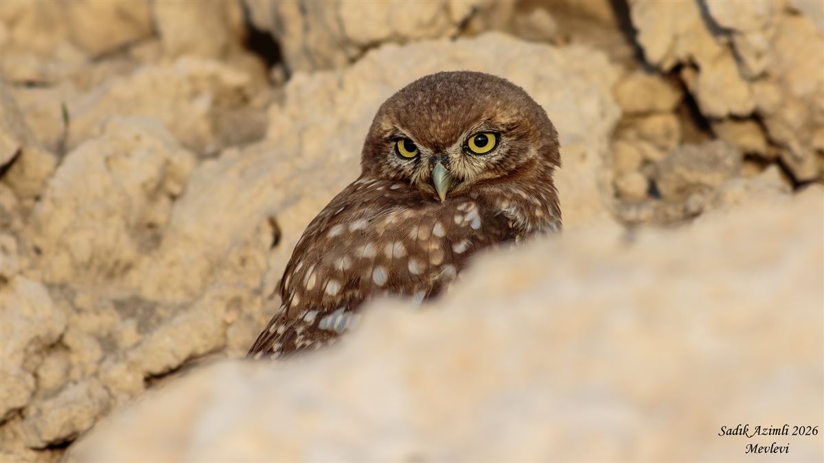 Little Owl