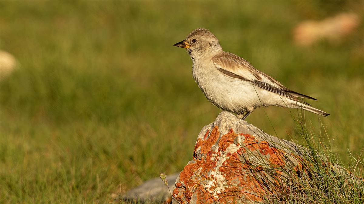 White-winged Snowfinch