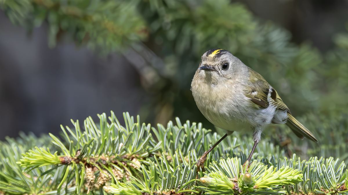 Goldcrest