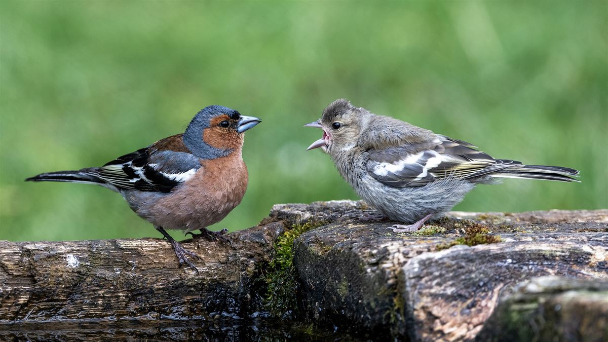 Eurasian Chaffinch