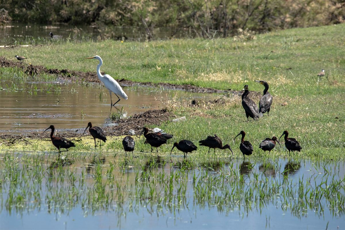 Glossy Ibis