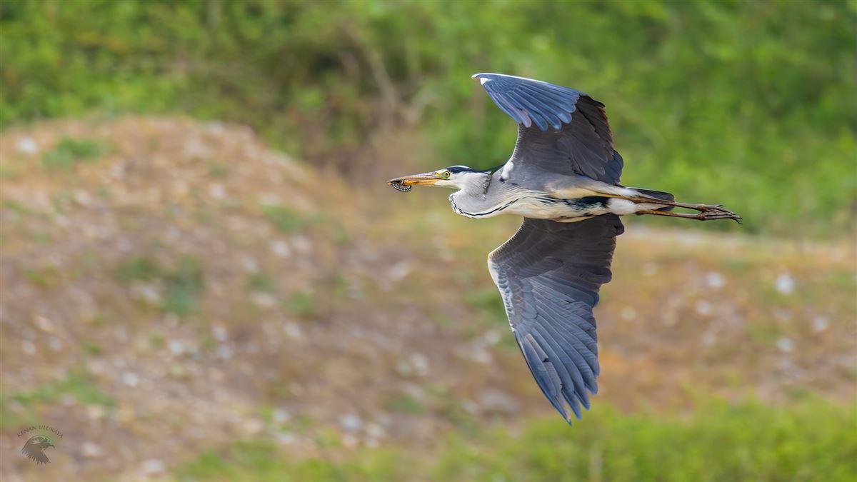 Grey Heron