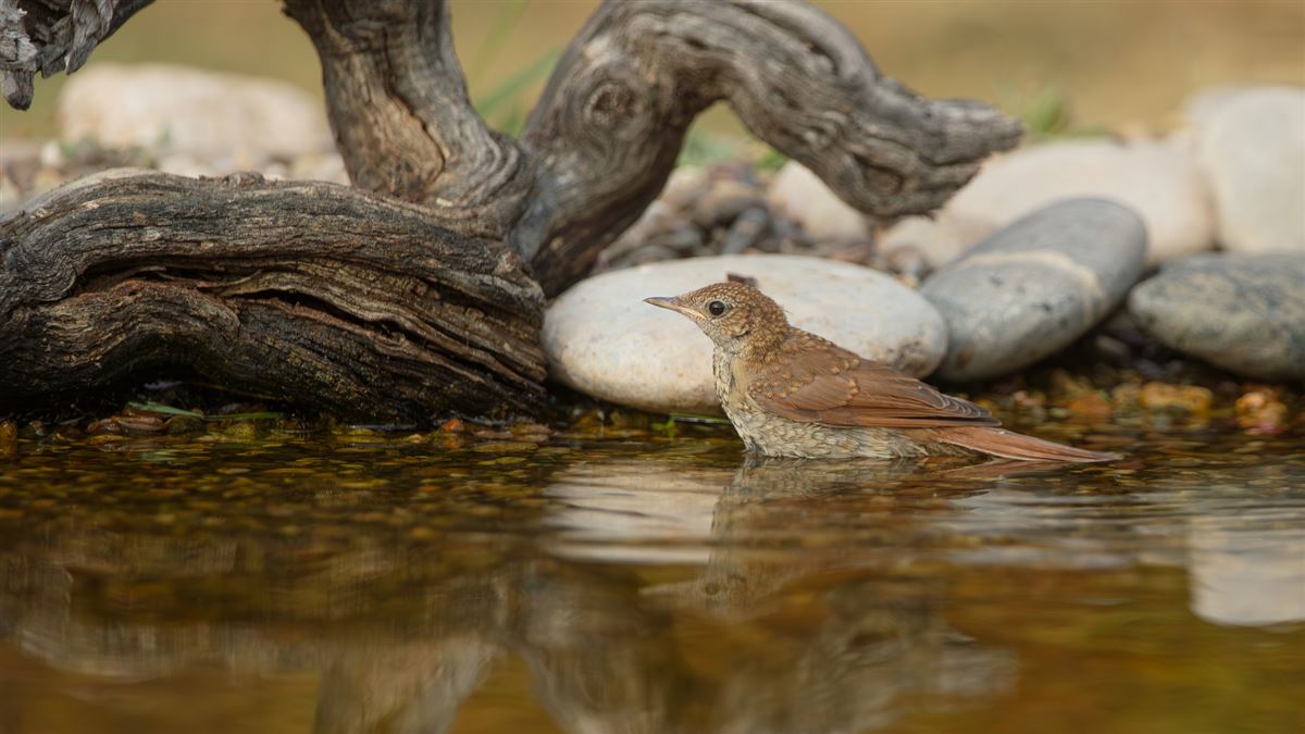 Common Nightingale