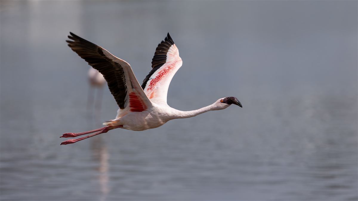 Lesser Flamingo