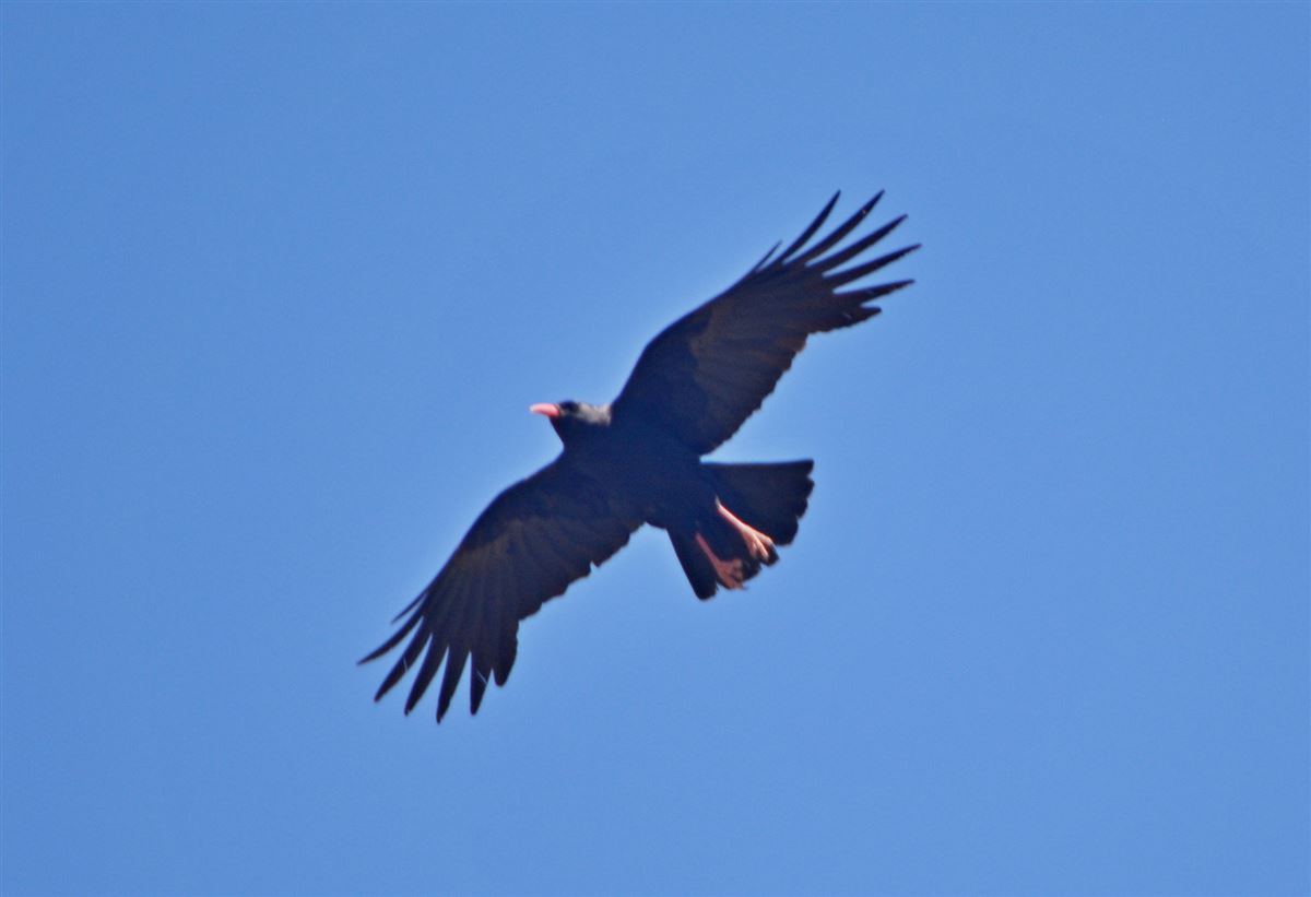 Red-billed Chough