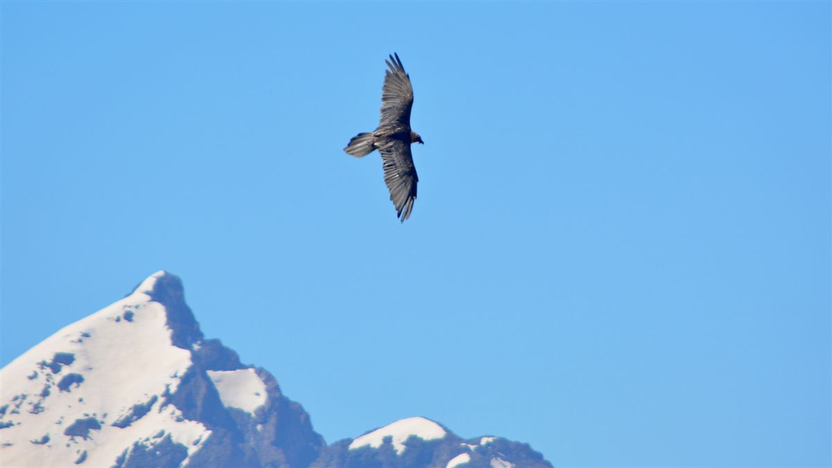Bearded Vulture