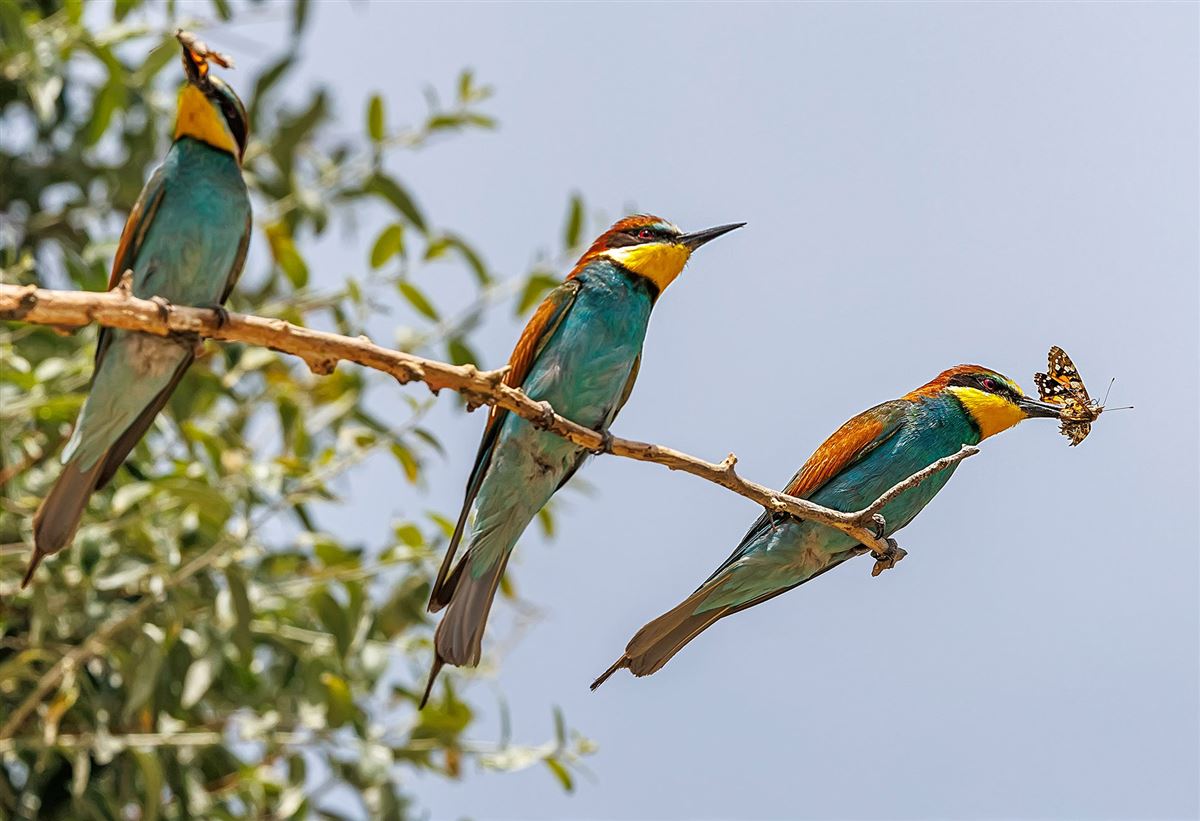 European Bee-eater