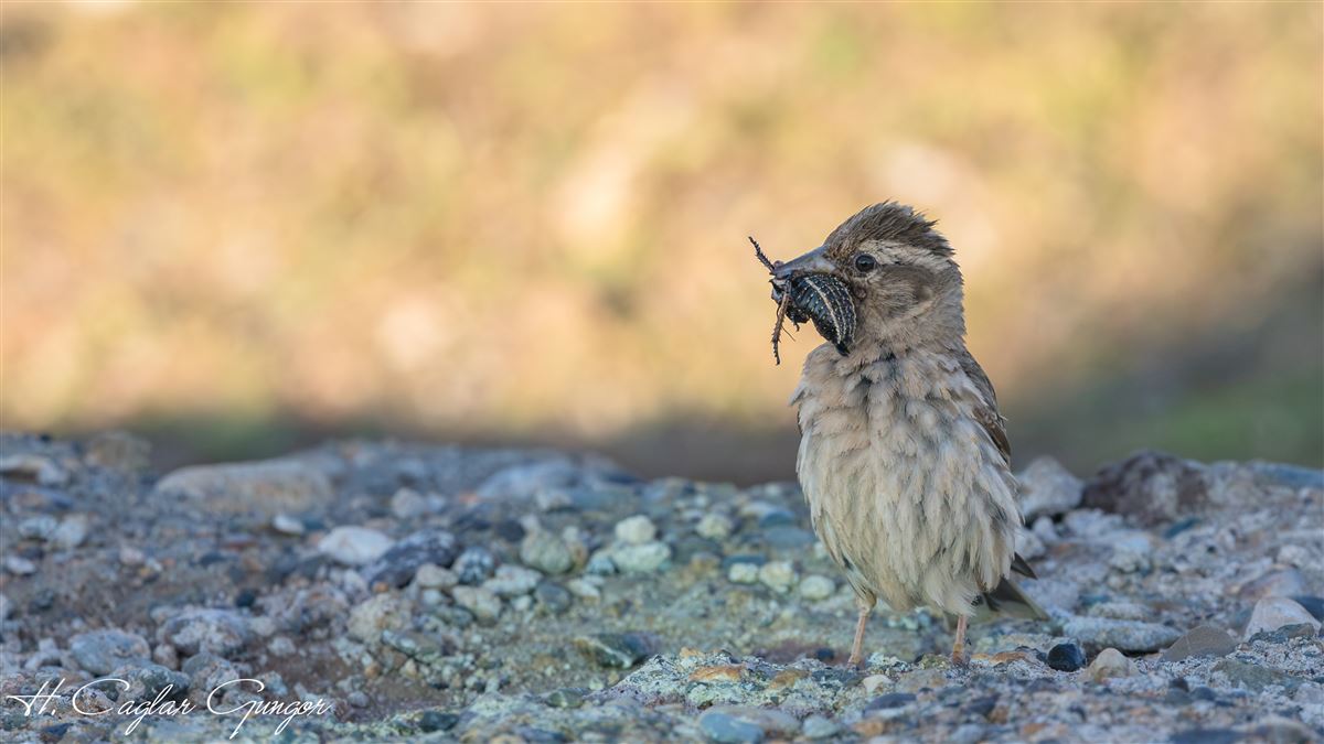 Rock Sparrow