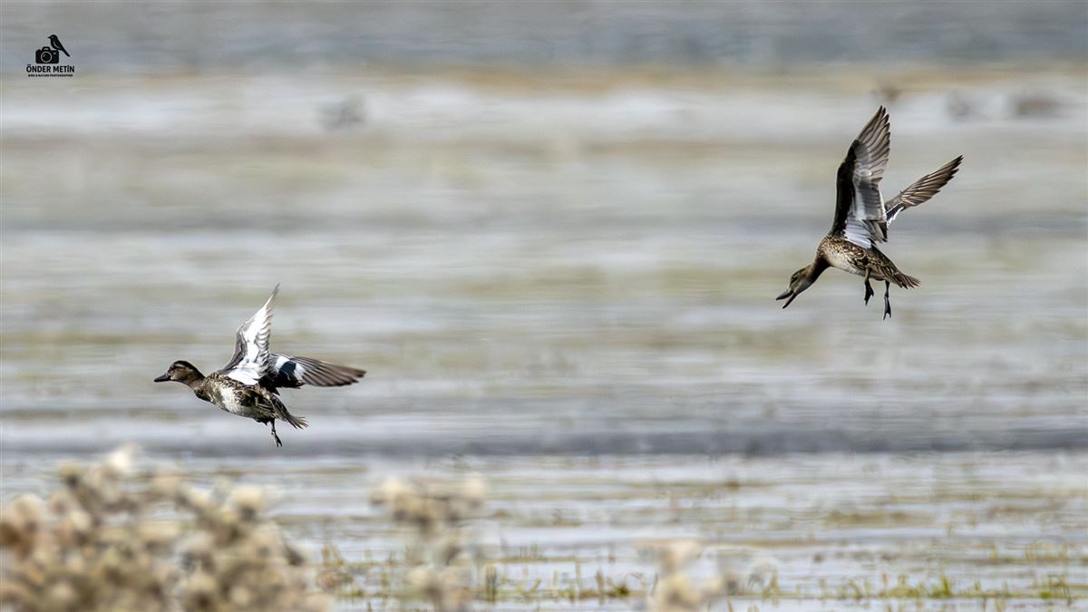 Garganey