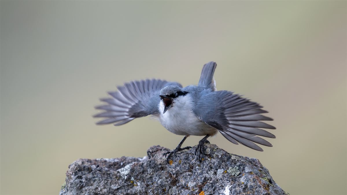 Western Rock Nuthatch