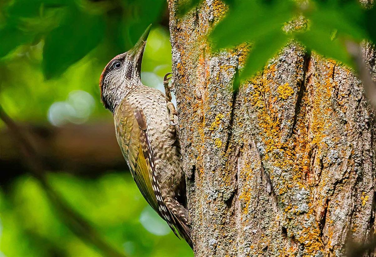 European Green Woodpecker