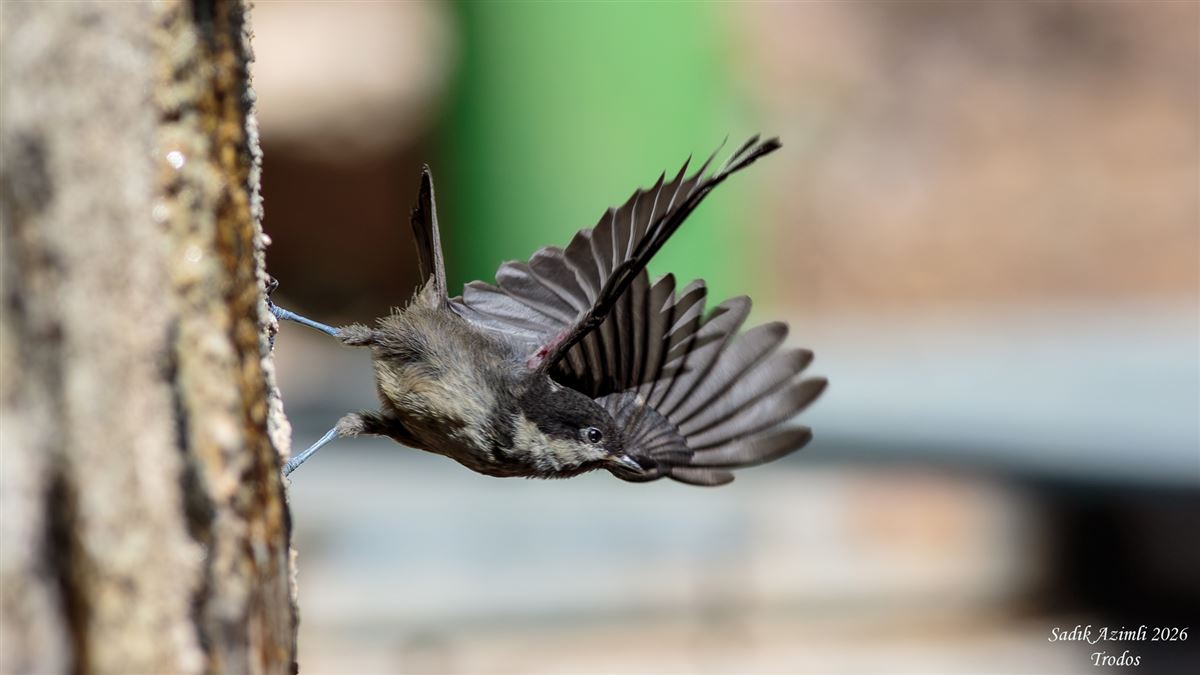 Coal Tit