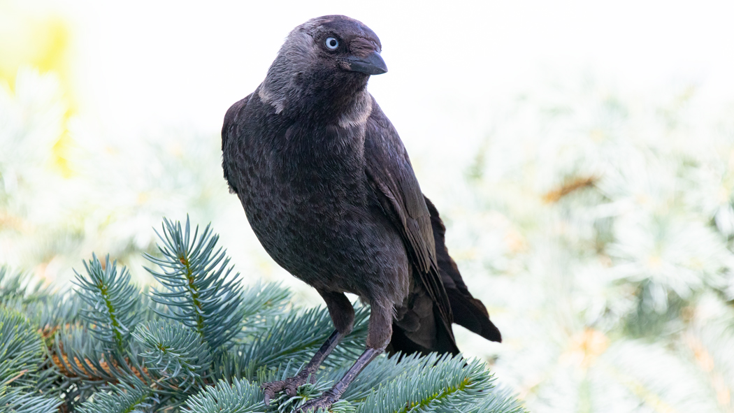 Western Jackdaw