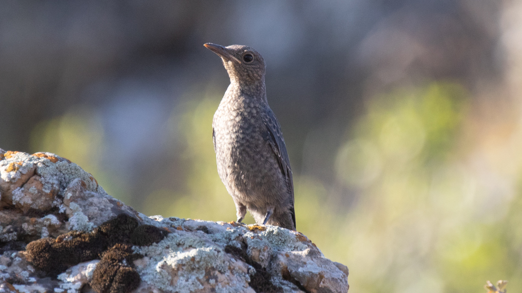Blue Rock Thrush