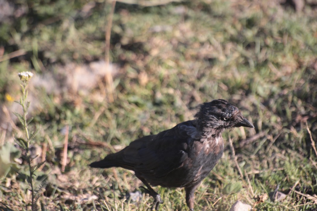 Western Jackdaw