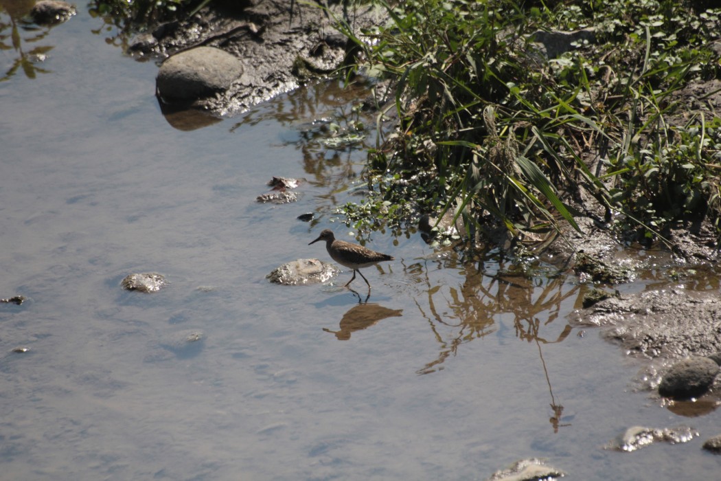 Wood Sandpiper