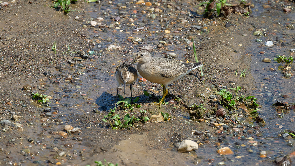 Red Knot