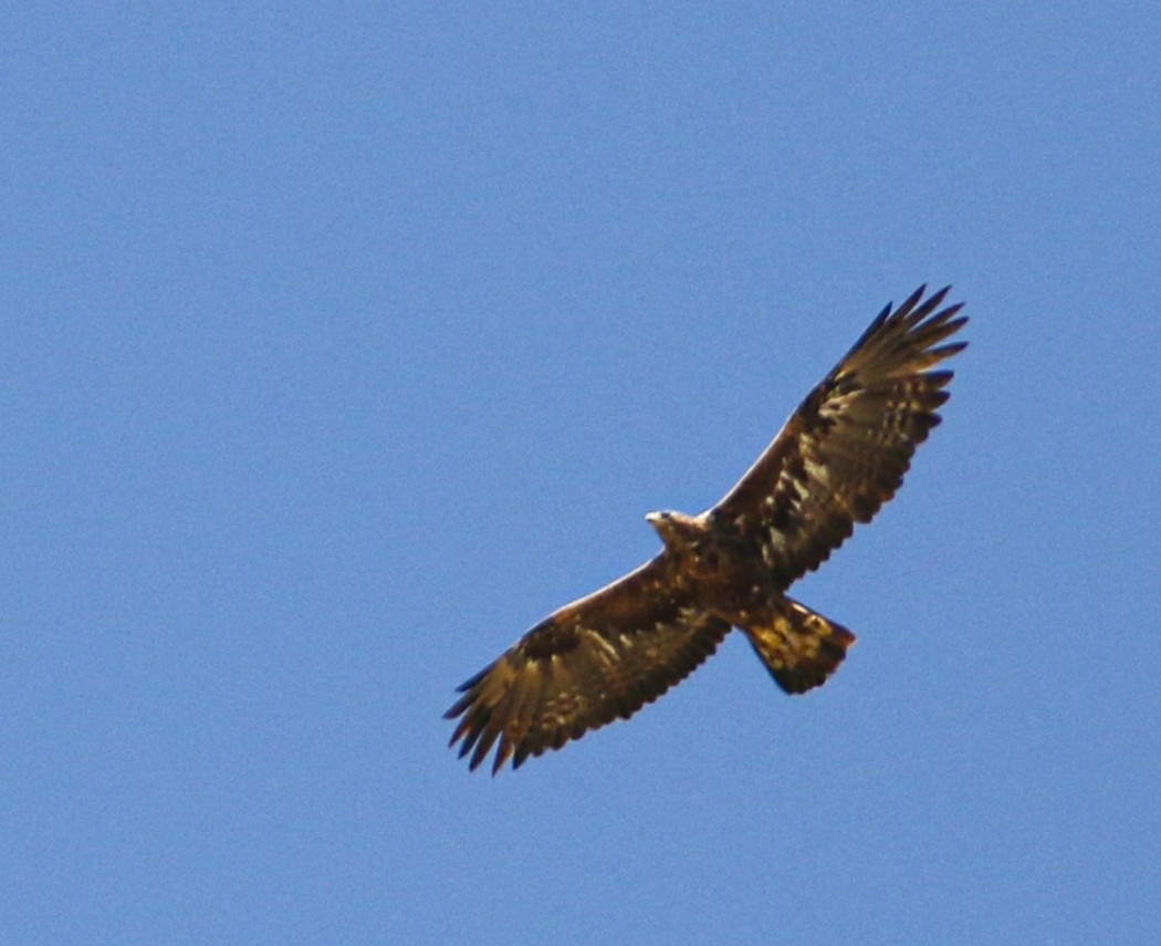 Kaya kartalı