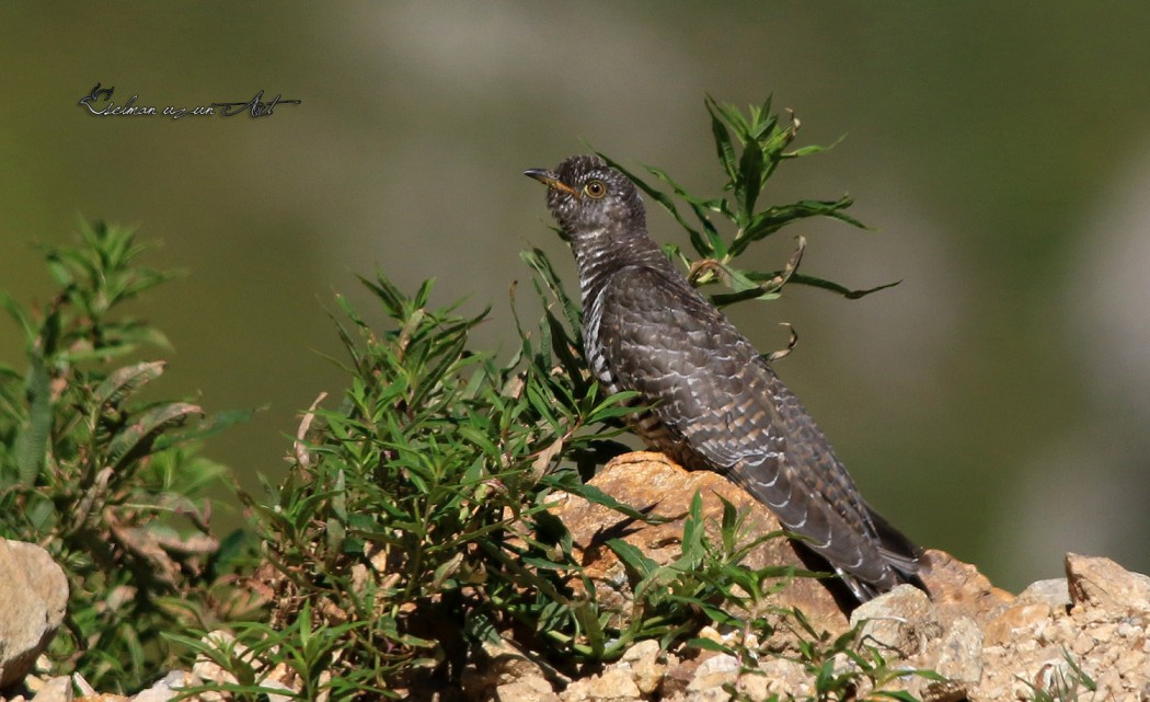 Common Cuckoo