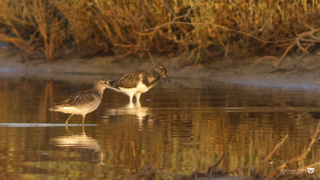 Ruddy Turnstone