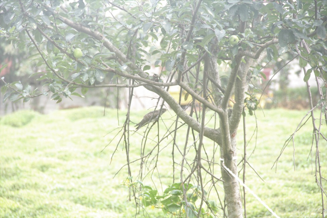 Common Cuckoo