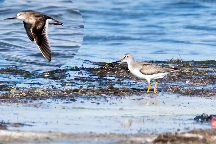 Terek Sandpiper