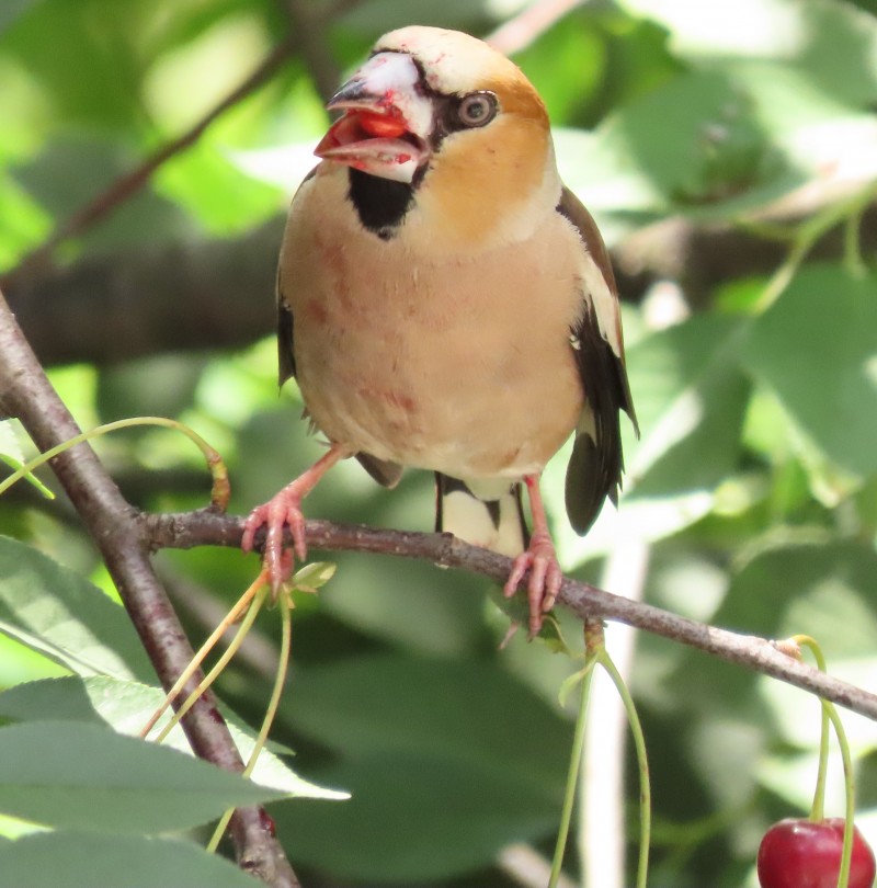 Hawfinch