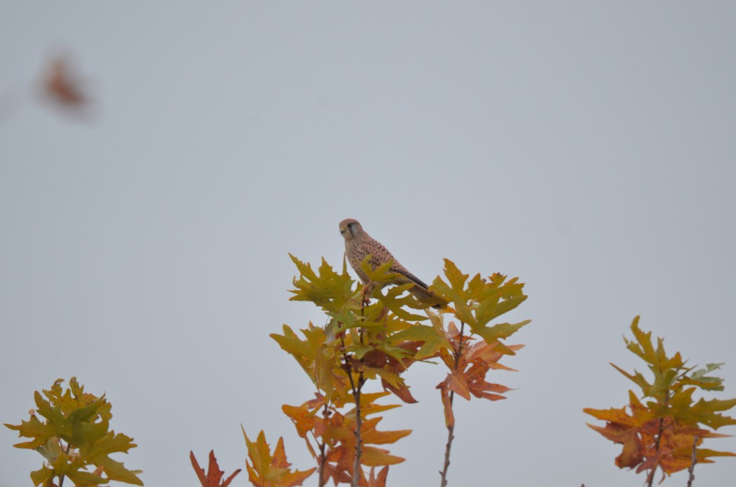 Common Kestrel