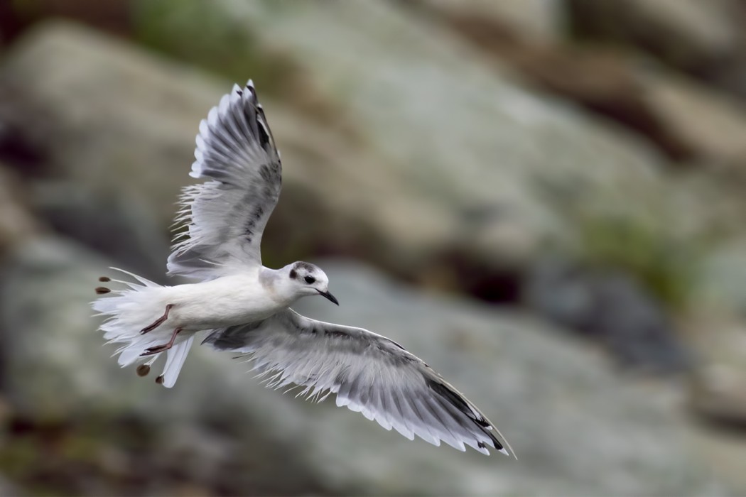 Little Gull