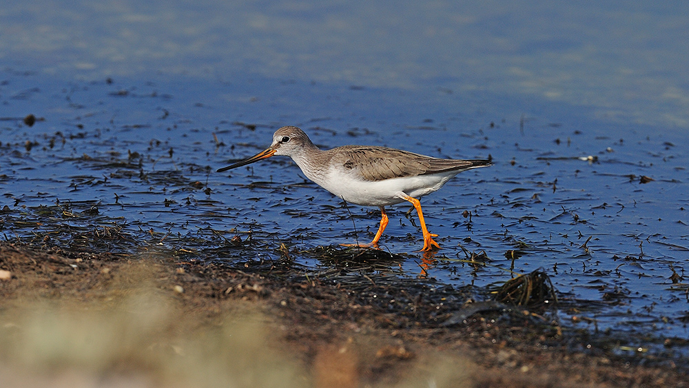 Terek Sandpiper