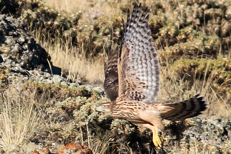 Eurasian Goshawk