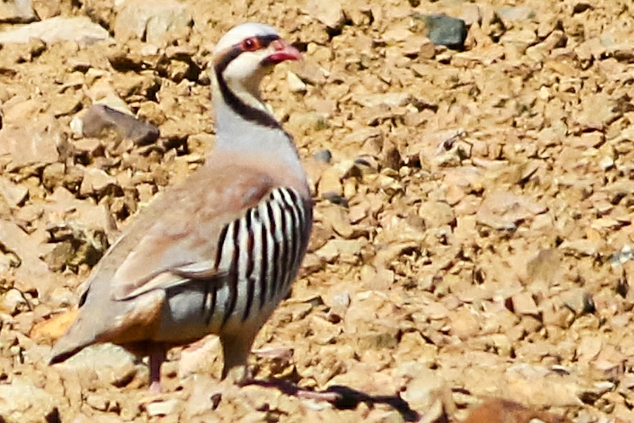 Chukar Partridge
