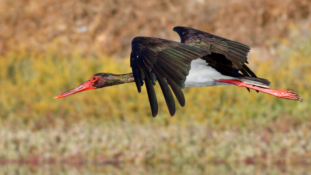 Black Stork