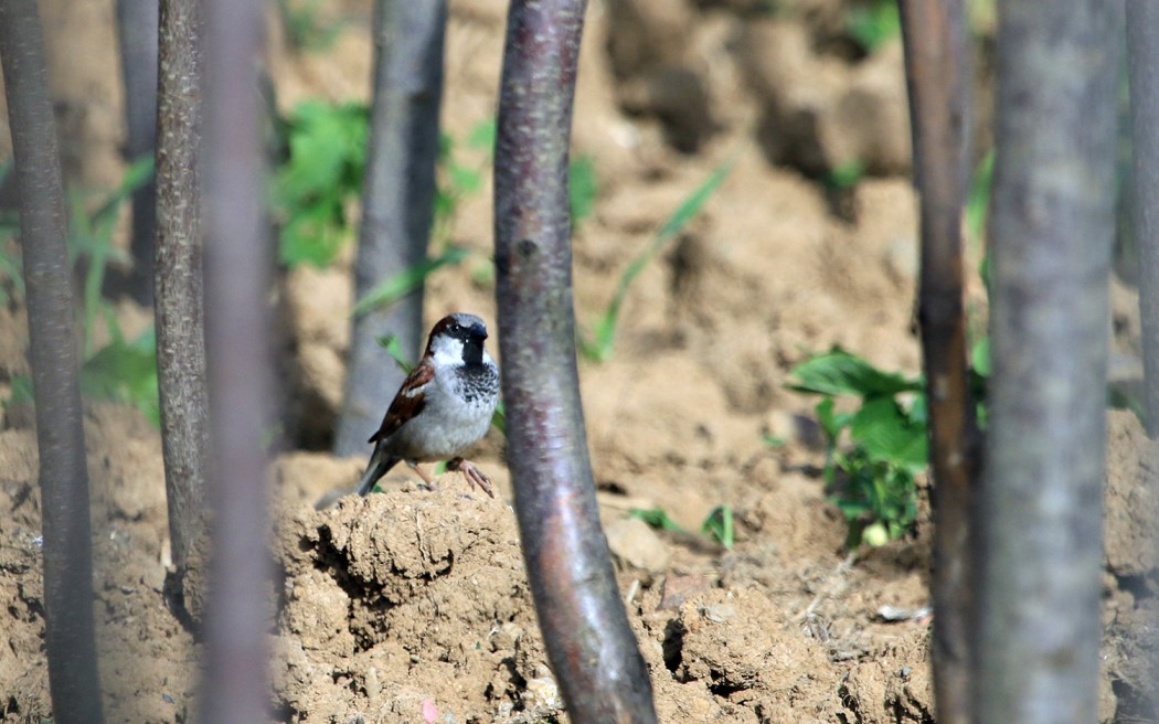 House Sparrow