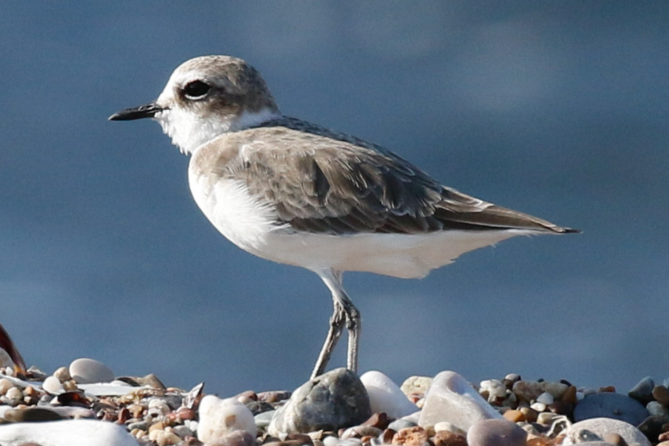 Kentish Plover